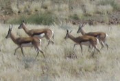 Springbokkies